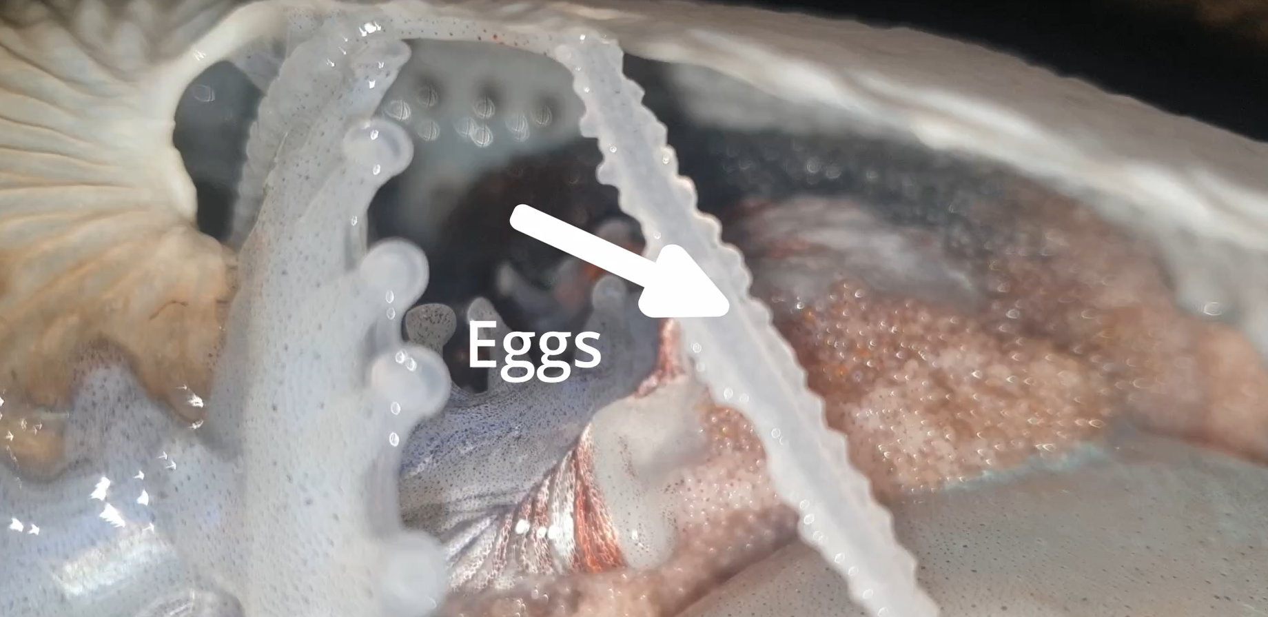 Argonaut eggs in shell.png
