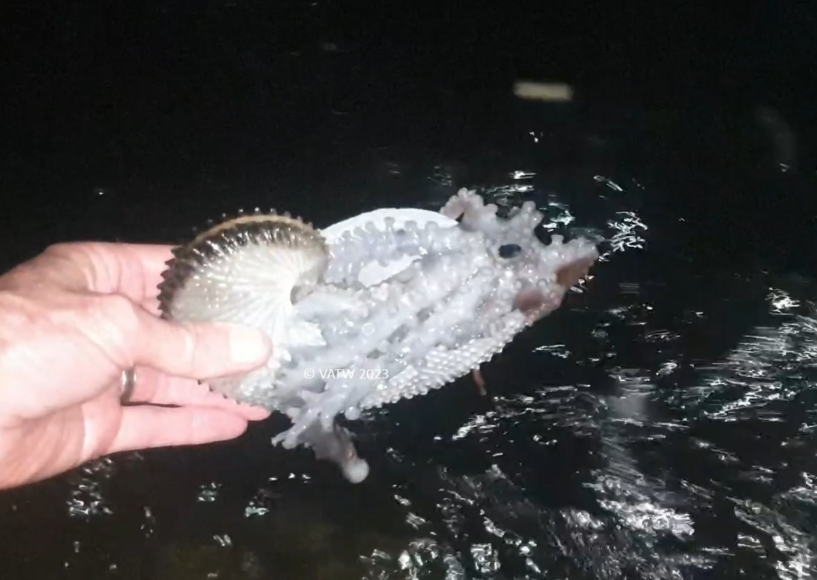 Graham holding nautilus over water.png