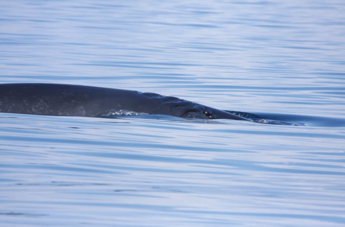 's whale hauraki gulf 100205 4693 small.jpg