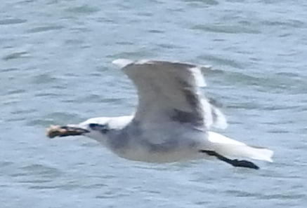 Laughing gull flying with chicken bone.JPG