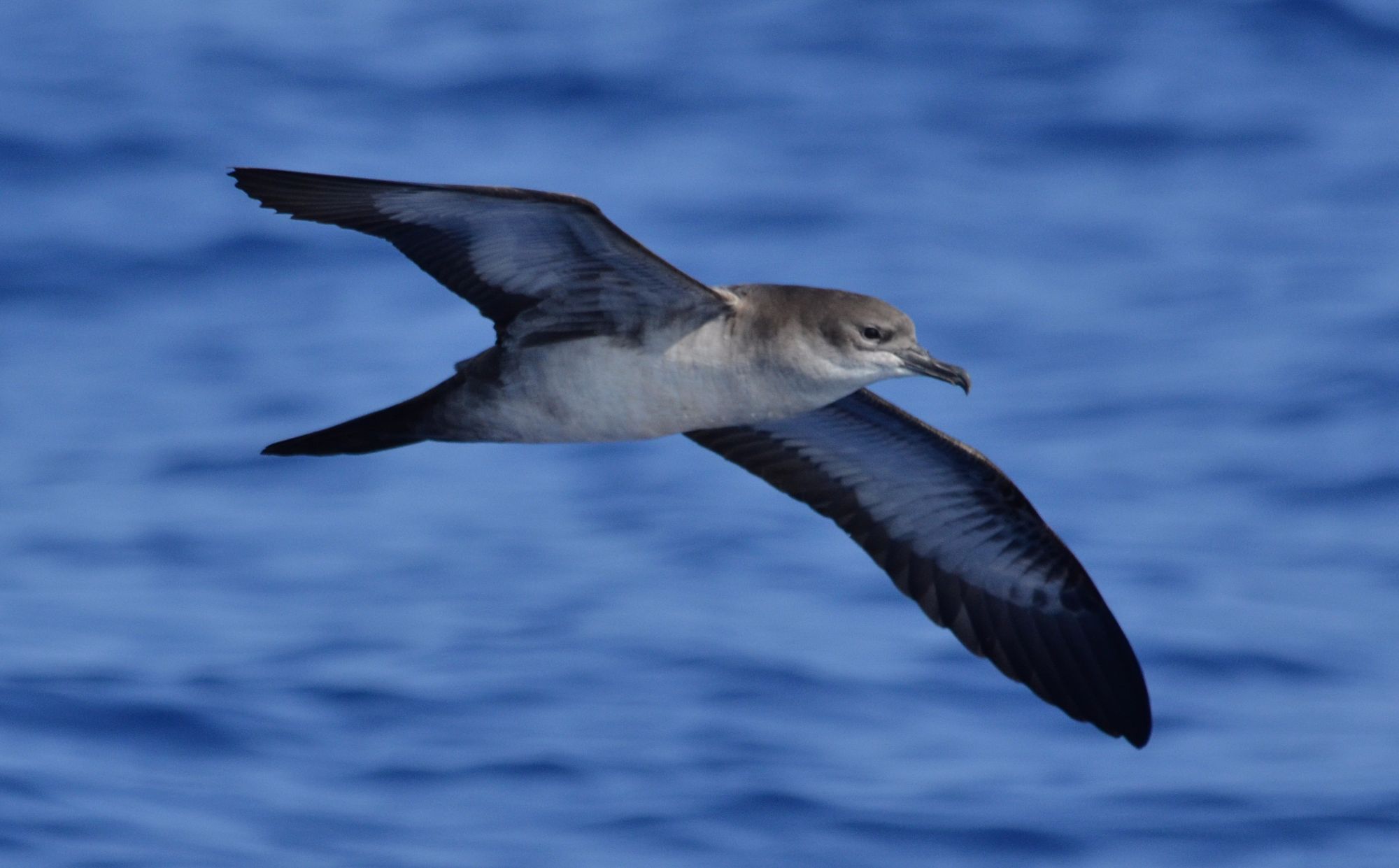 Wedge Tailed Shearwater Pale Phase Hawaii April 2013.jpg