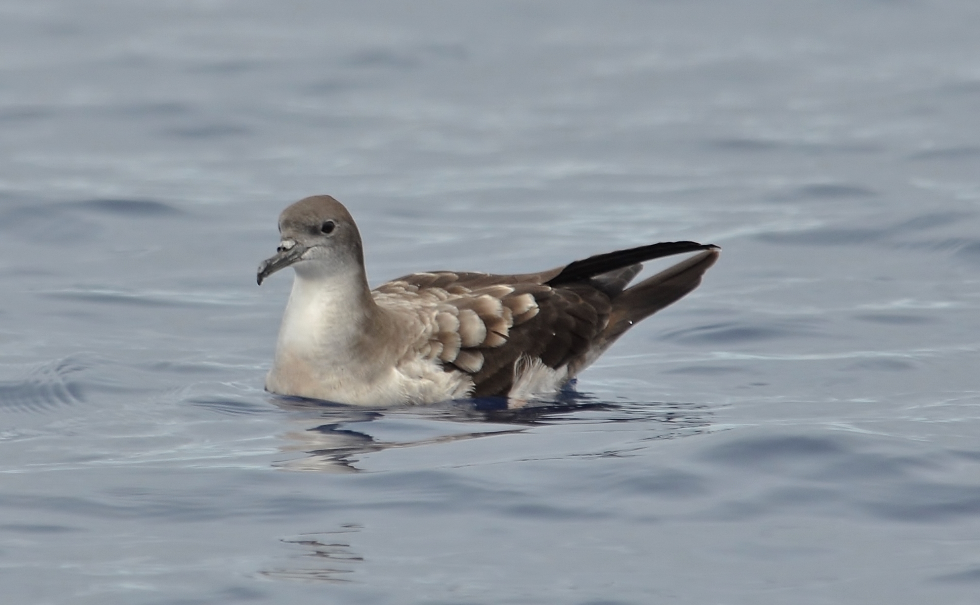 Wedge-Tailed Shearwater pale phase Hawaii April 2013.c.jpg