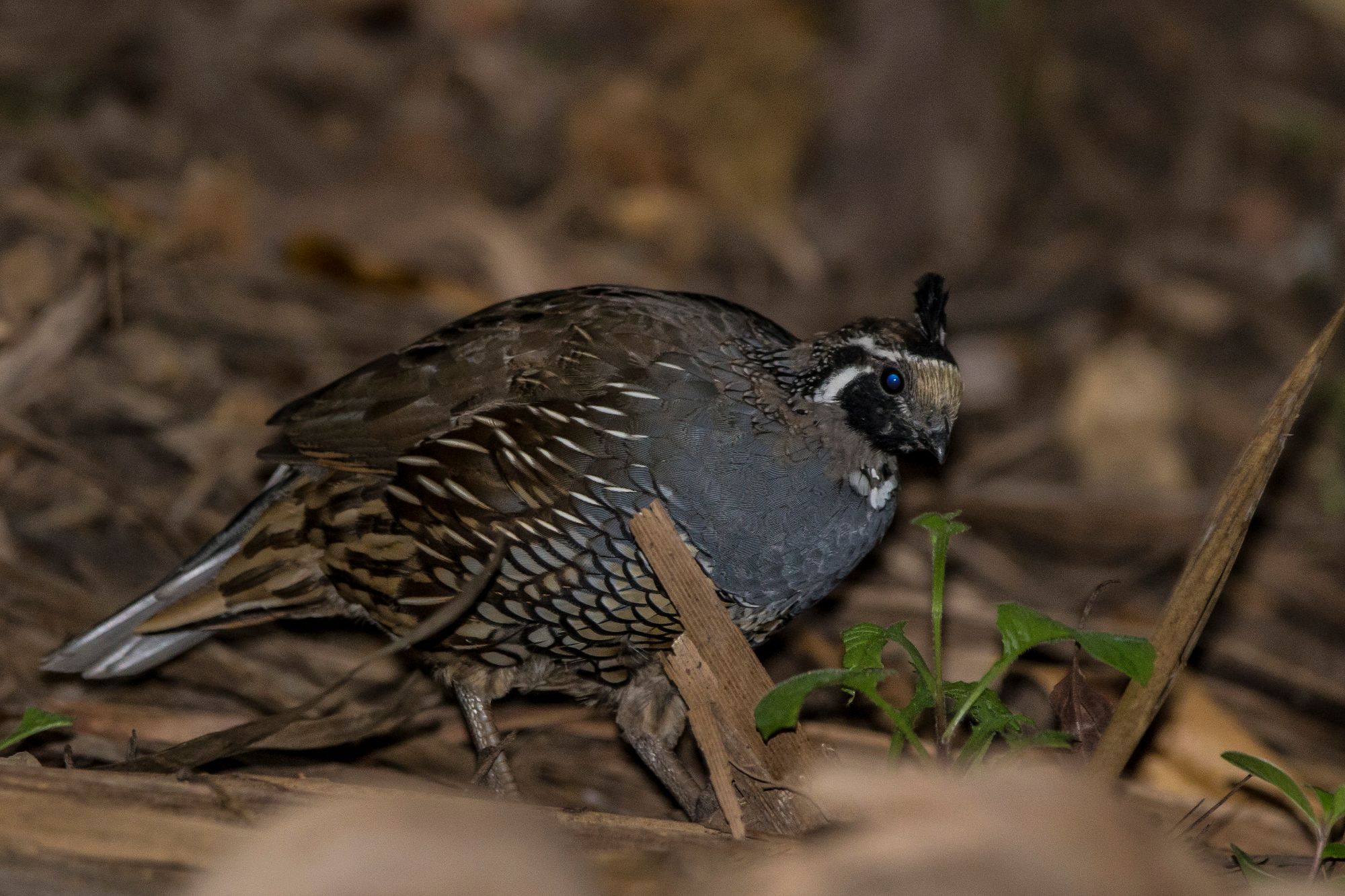 quail2.jpg
