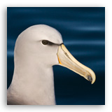 Salvin's albatross, Kaikoura