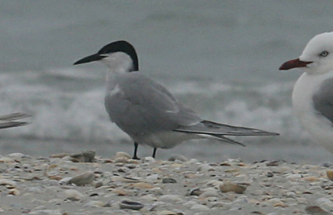 Common Tern 1.jpg