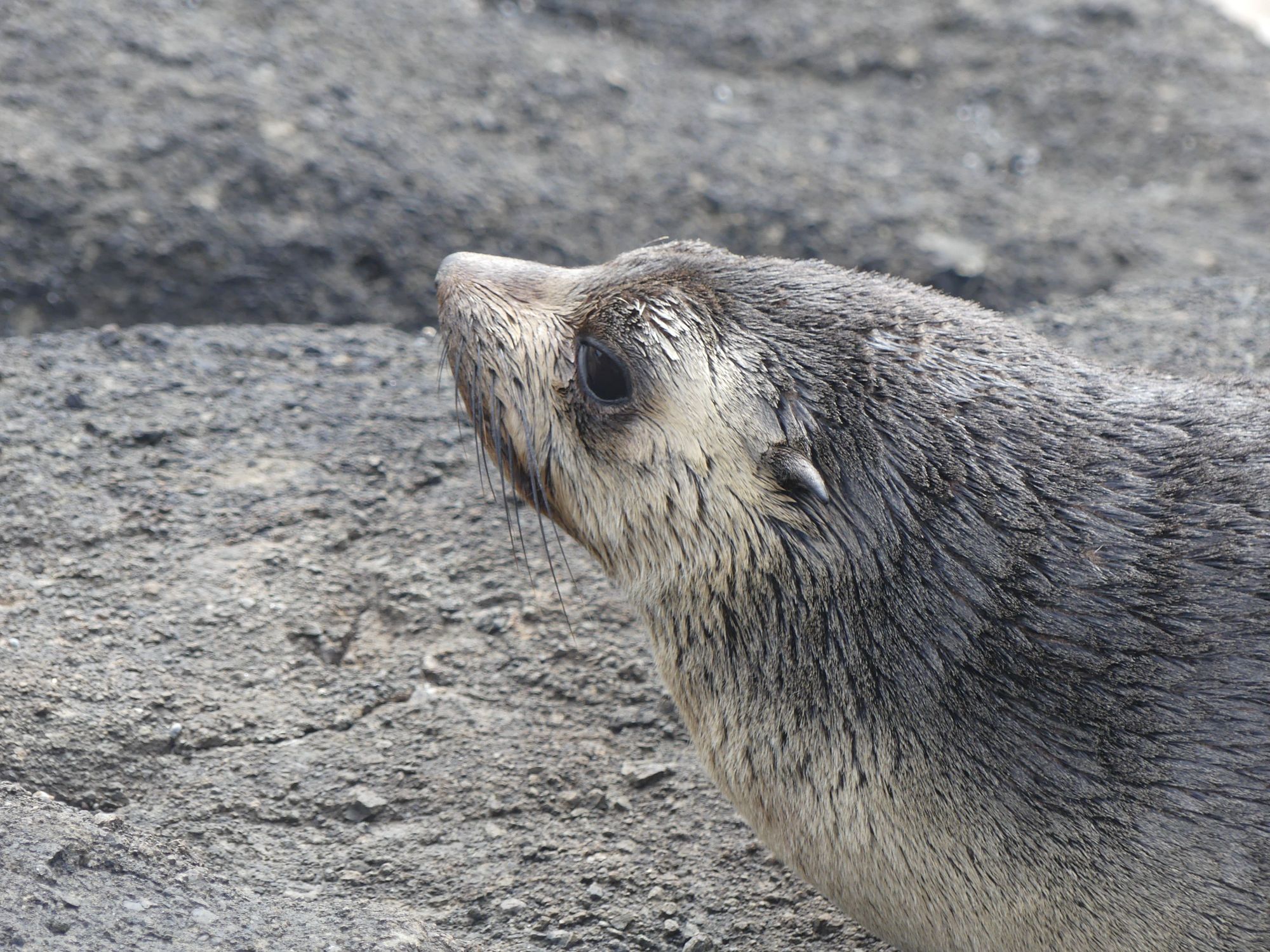 Subantarctic fur seal Rangatira I Jan 2021  photo A. Tennyson P1070240.jpg
