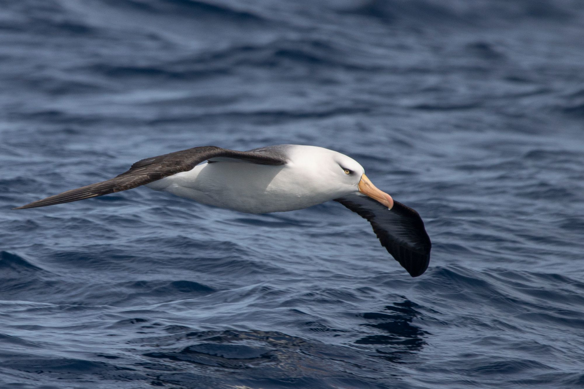 Campbell Island Albatross. Oscar Thomas.jpg