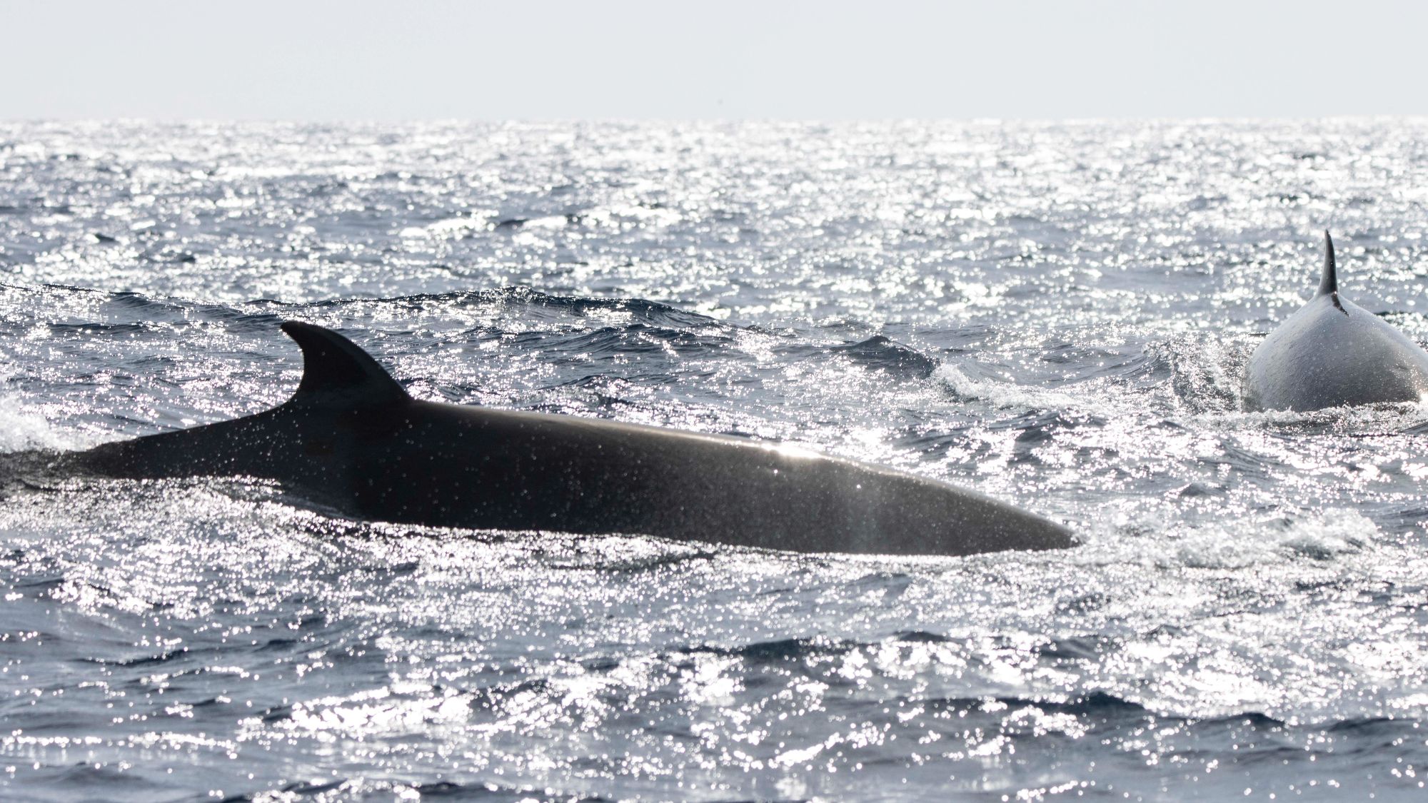 Shepherd's Beaked Whale. Oscar Thomas.jpg