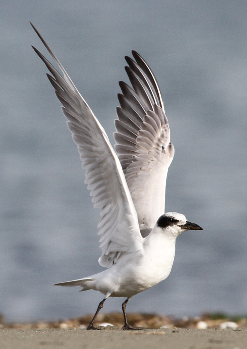 4 gbtern IMG_0672 700t us3.jpg