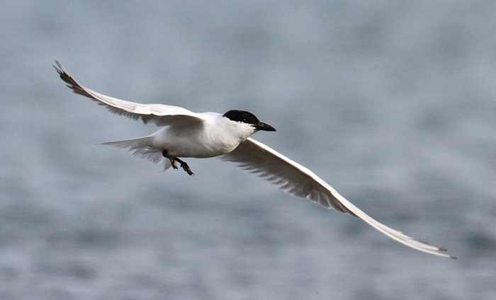 2 gbtern IMG_0637 700w us2.jpg