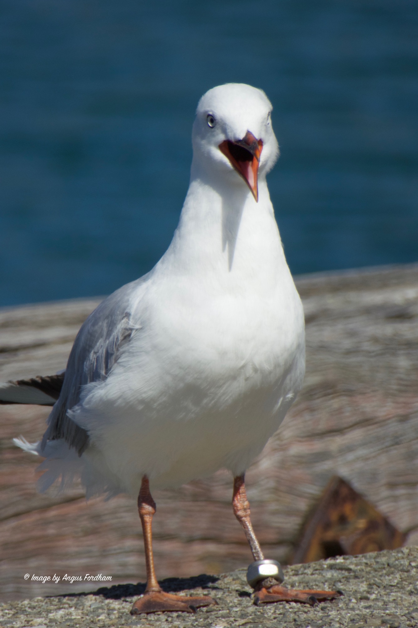 RBGull with a nut on it's leg1.jpeg