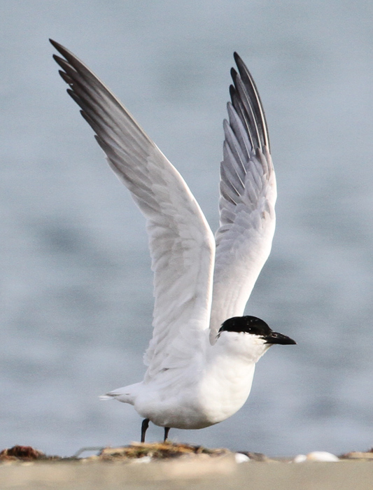 1 gbtern IMG_0635 700t us3.jpg