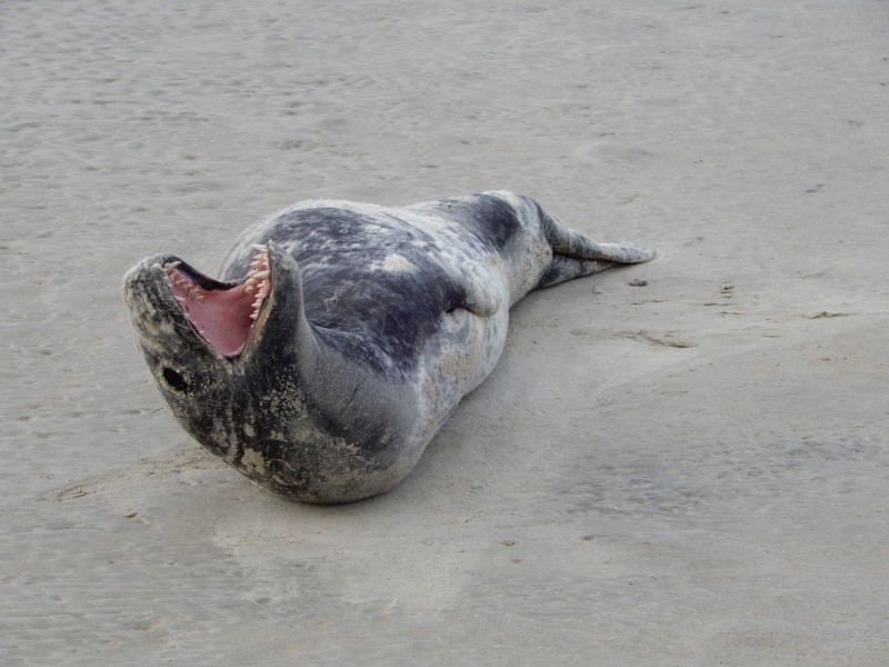 Leopard seal.jpg
