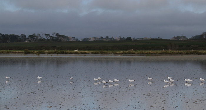 Gull-billed Terns Kirk's.jpg