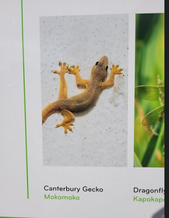 gecko 2.jpg