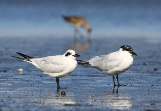 Gull-billed Terns cropped.jpg