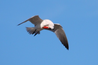 Preening Caspian Tern.jpg