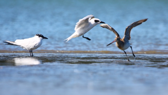 Gull-billed terns with godwit.jpg