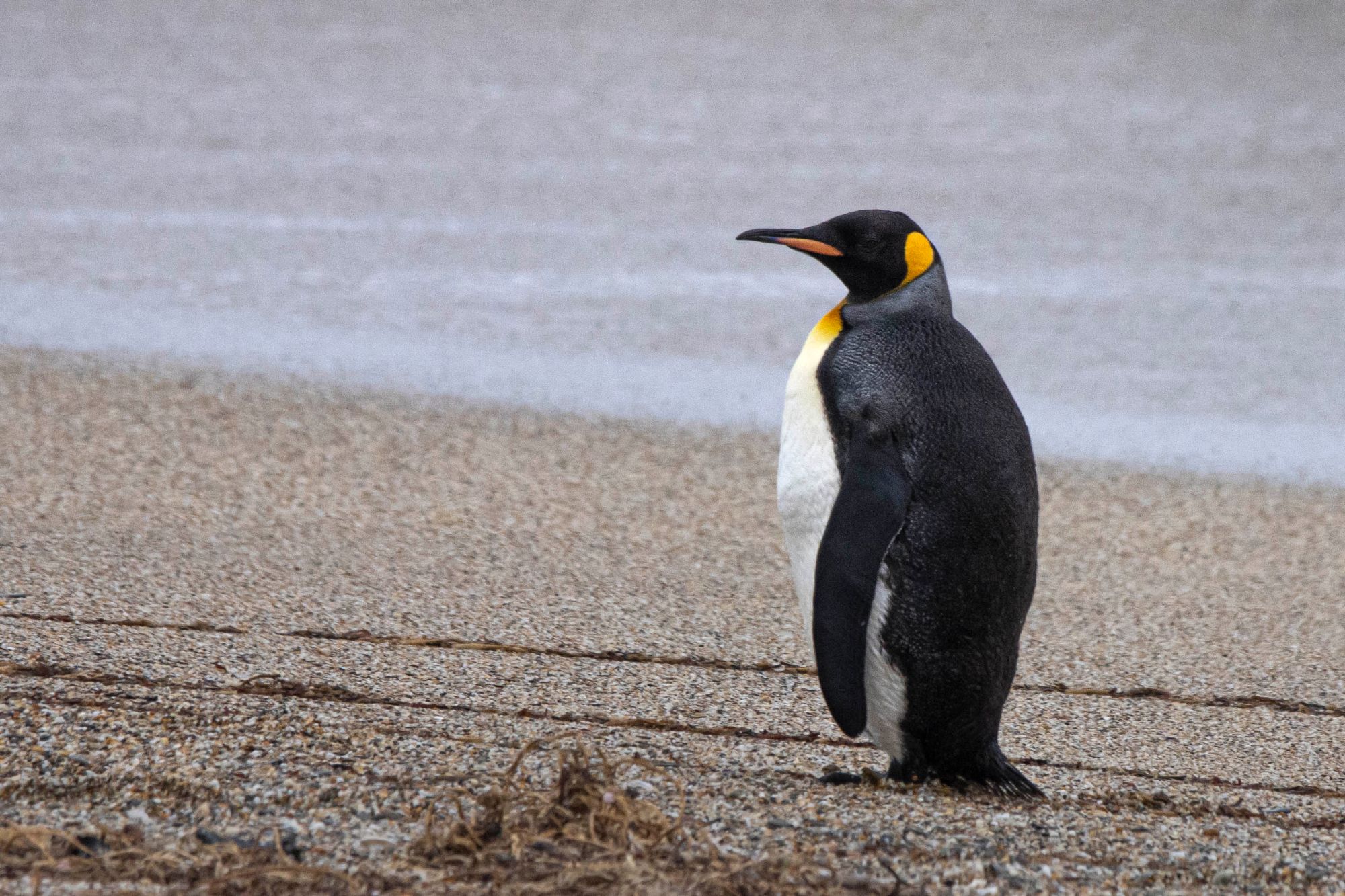 King Penguin. Oscar Thomas_9.jpg