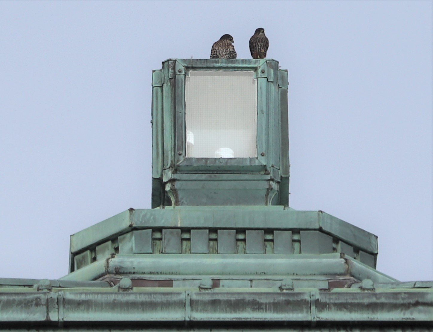falcons close up carillon_7301.JPG