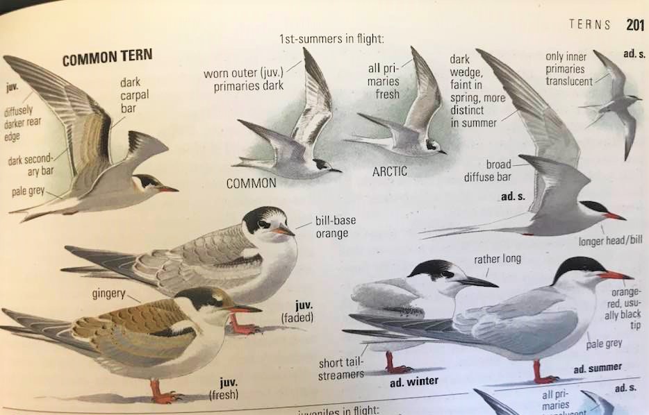 common tern nominate.jpg