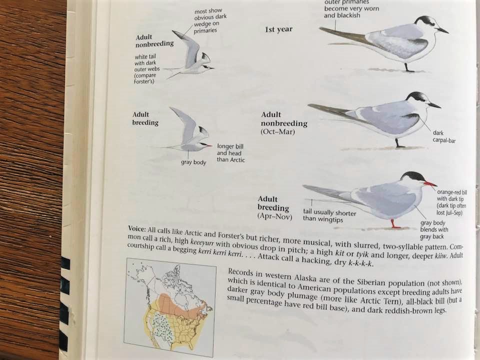 Common Tern Sibley guide.jpg