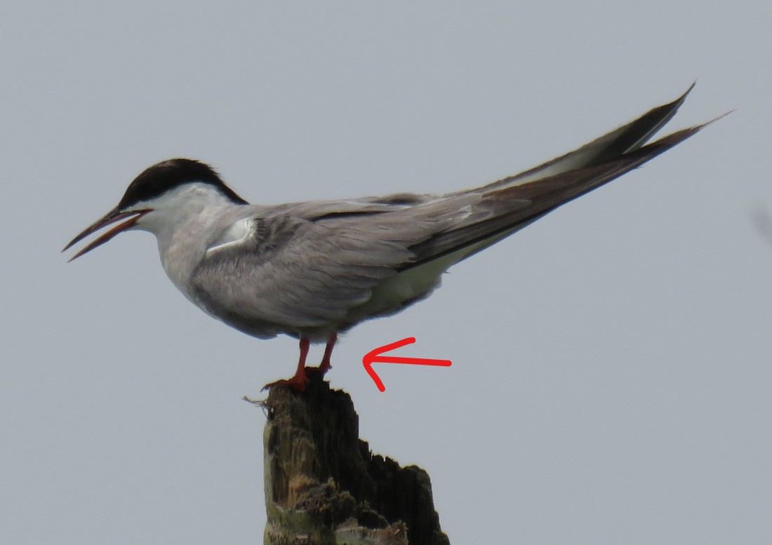 Common Tern red legs.jpg