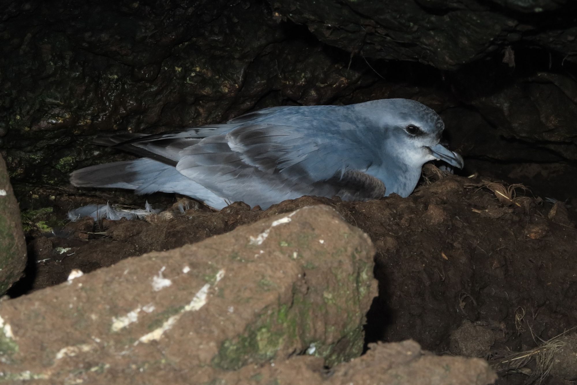 Fulmar Prion Forty Fours Dave Boyle 3.jpg