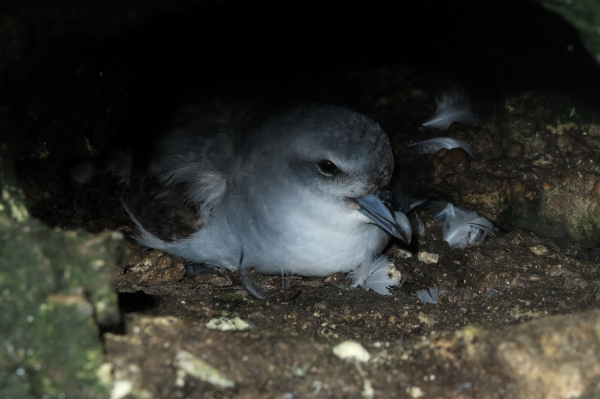 Fulmar Prion Forty Fours Dave Boyle 2.jpg