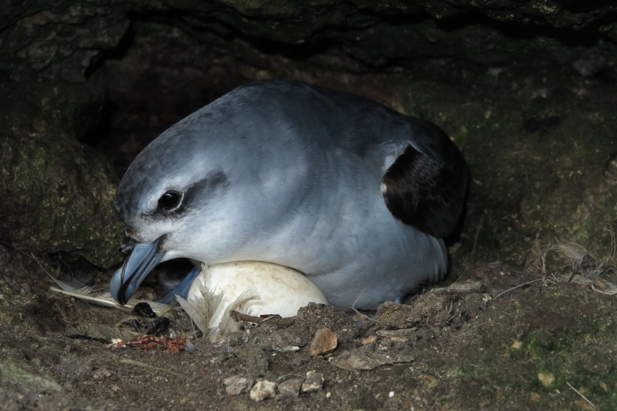 Fulmar Prion Forty Fours Dave Boyle 1.jpg