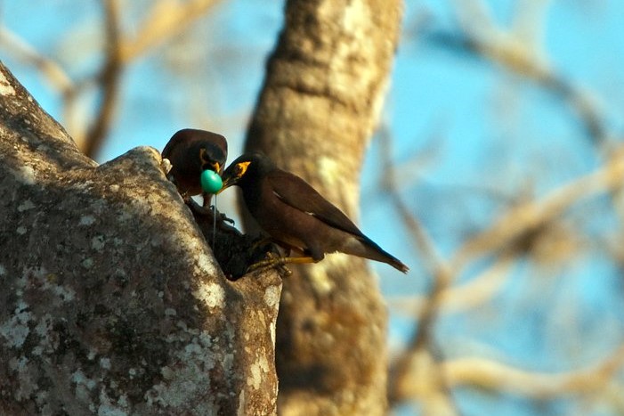 Common Mynas raiding a native Jungle Babbler nest, India. Photo by N Kesavamurthy.