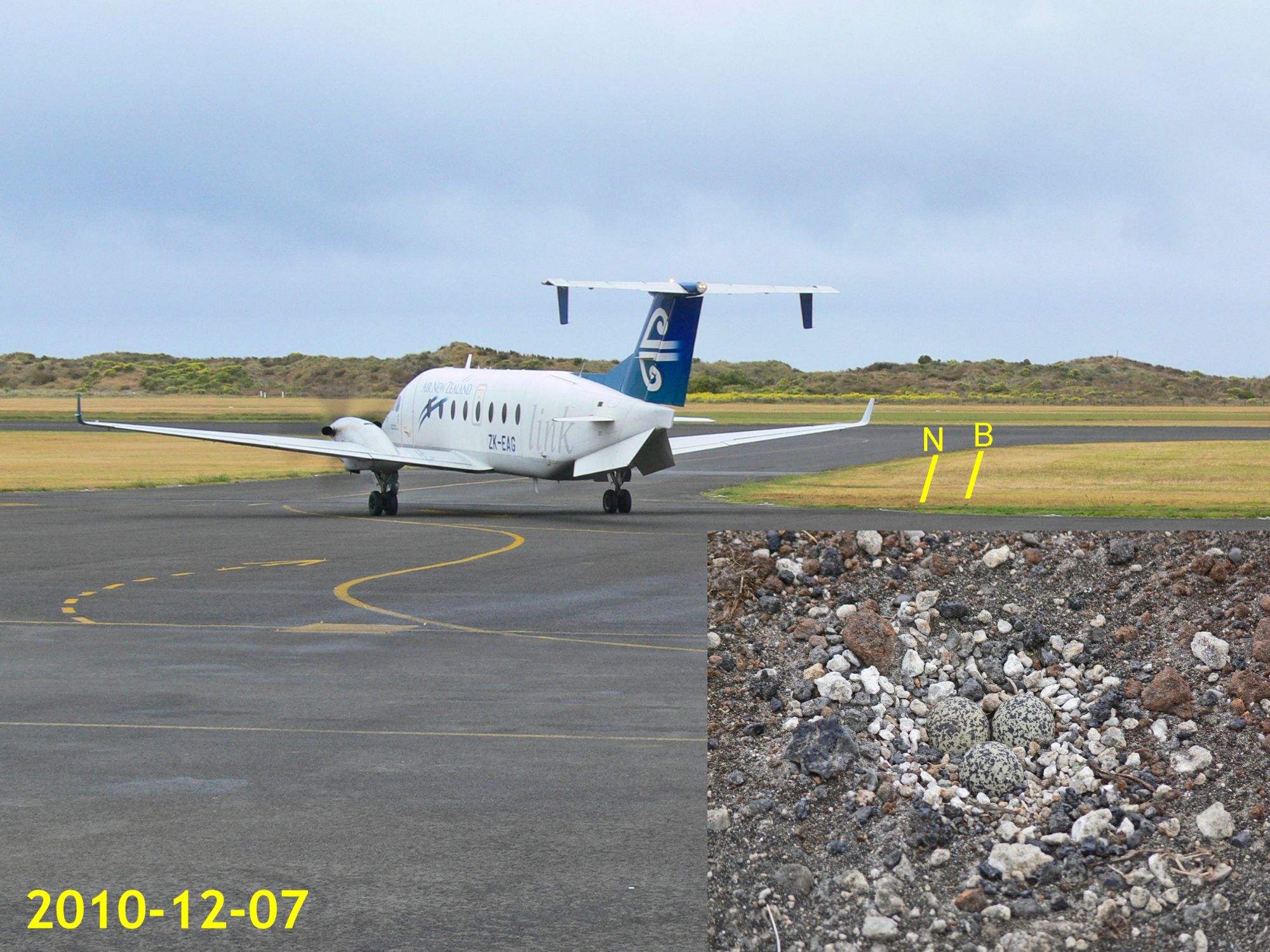 Location of a banded dotterel nest ("N") on the edge of the taxiway, with an Air New Zealand plane heading out for take-off, briefly causing the sitting bird ("B") to get off the nest.