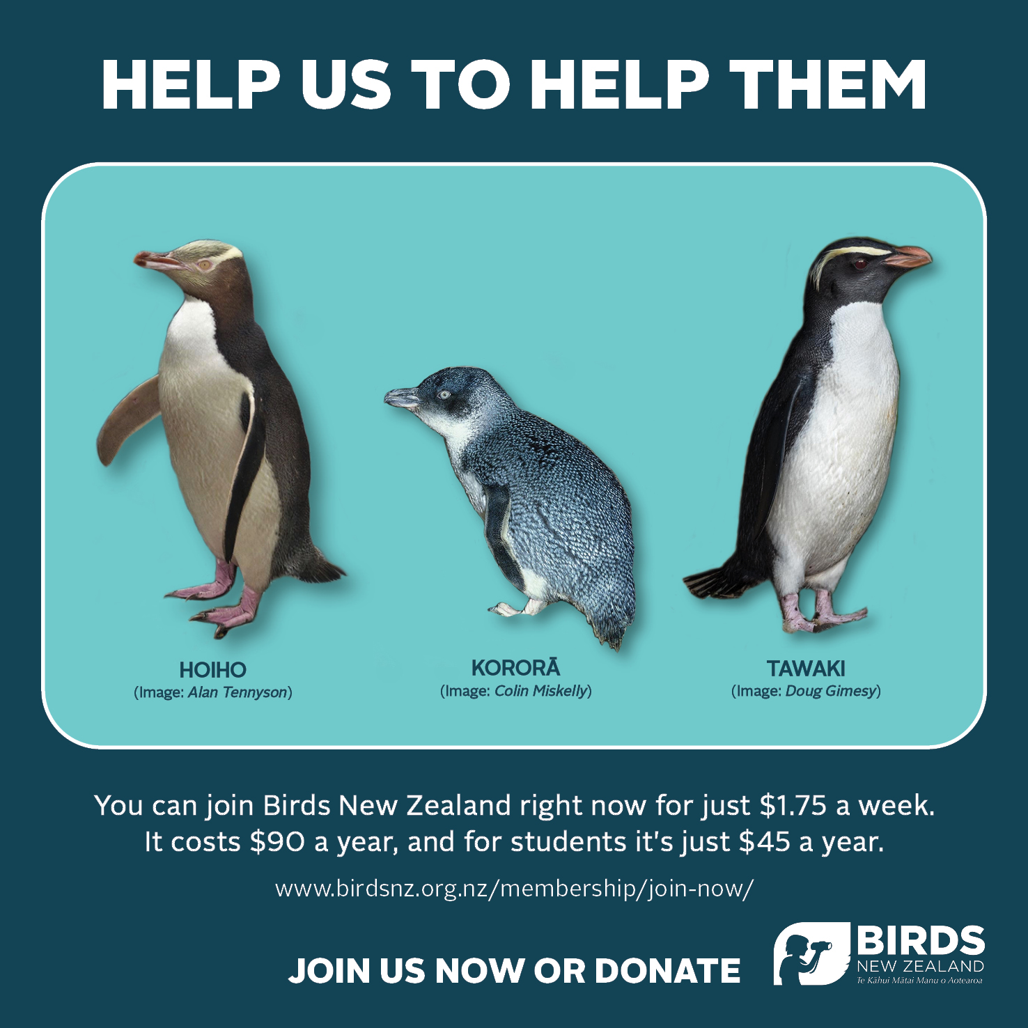 Birds New Zealand promotional design - 3 penguins.jpg
