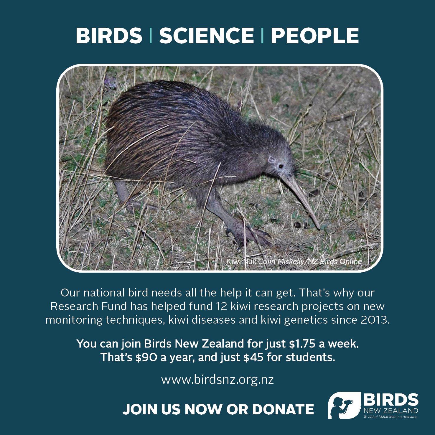 Kiwi nui membership  promotion design.jpg