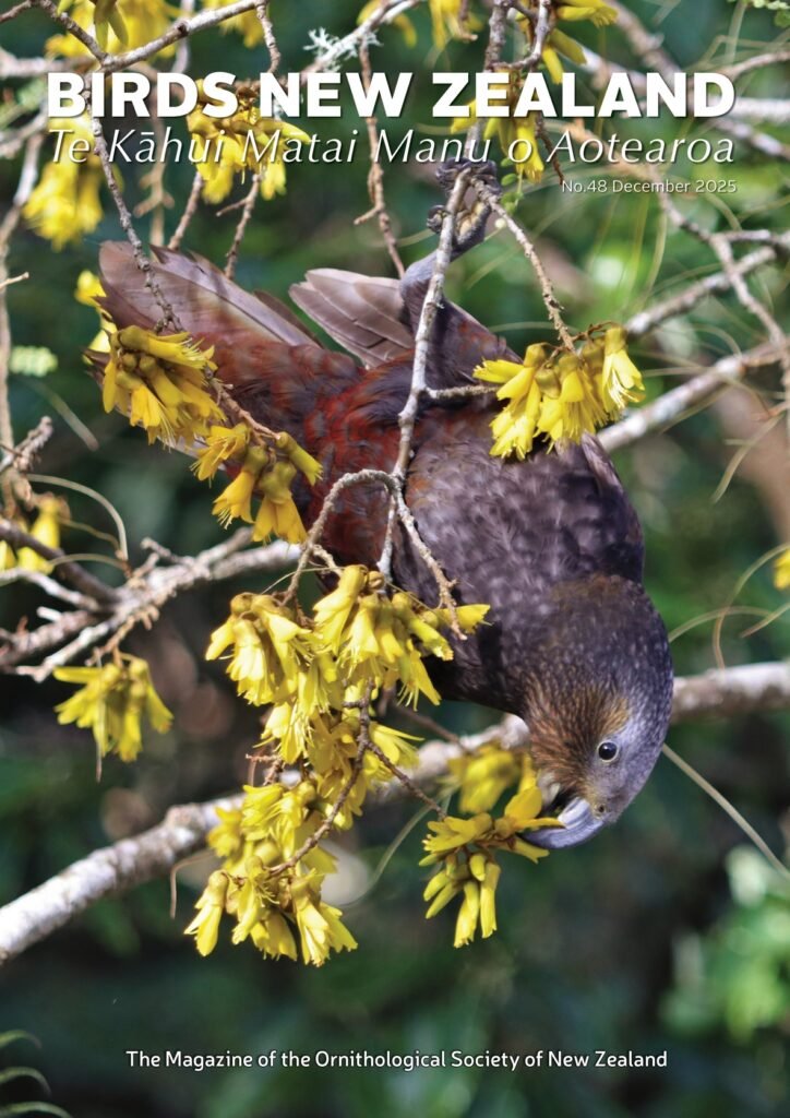 Kākā photo: Michael Szabo