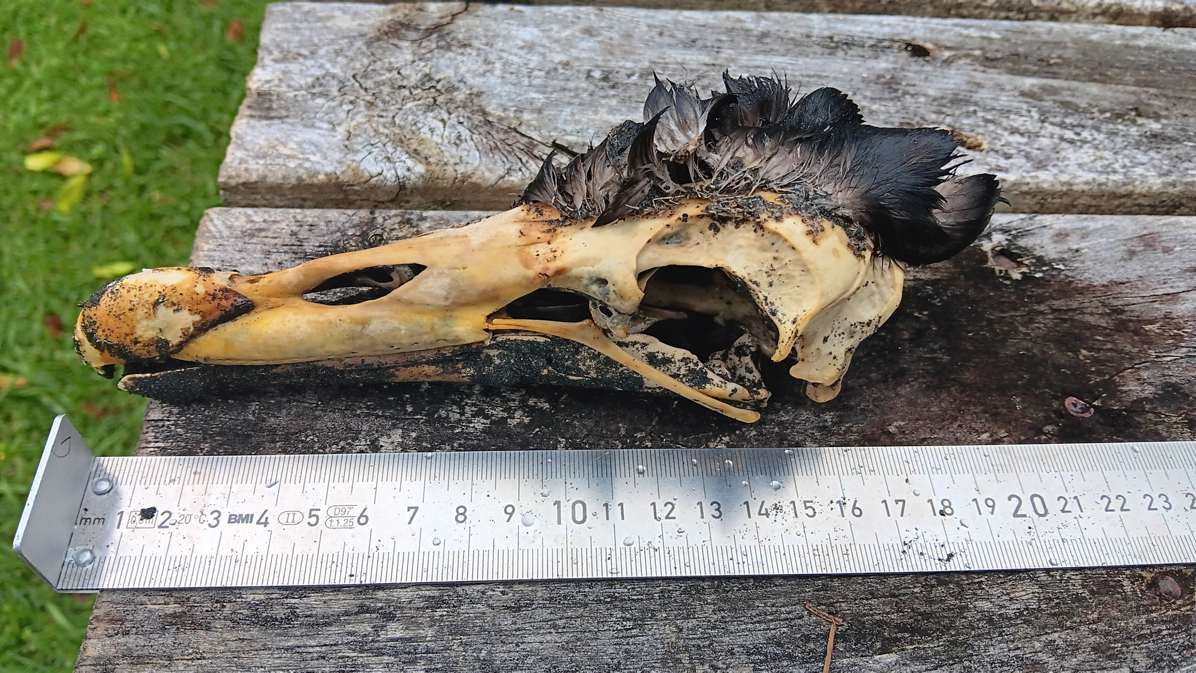 The Northern giant petrel skull.