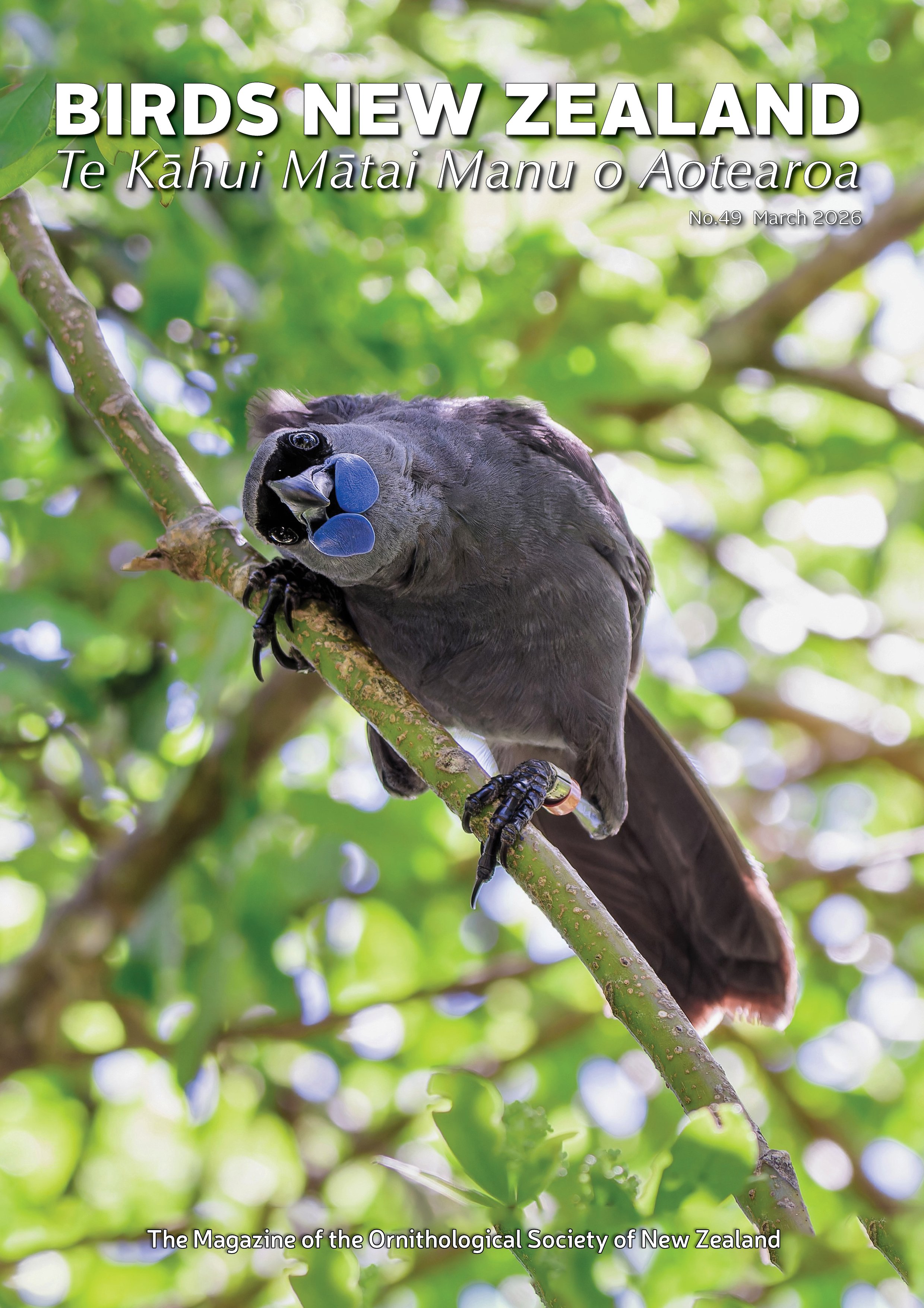 Kōkako on Tiritiri Matangi - photo by Oscar Thomas