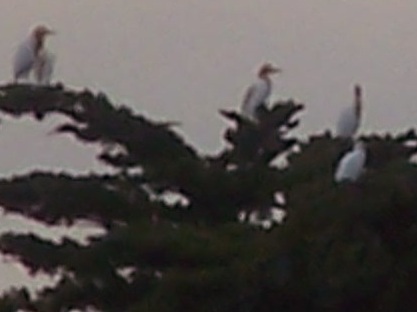 cattle egret3.jpg