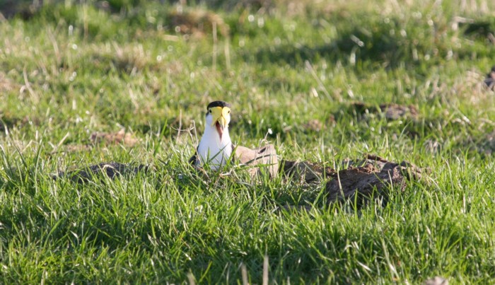 spur-winged plover at nest 107 tsr 130830 7647 small.jpg
