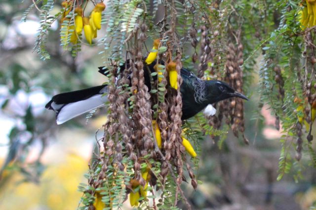 Tui with white tail feathers.jpg