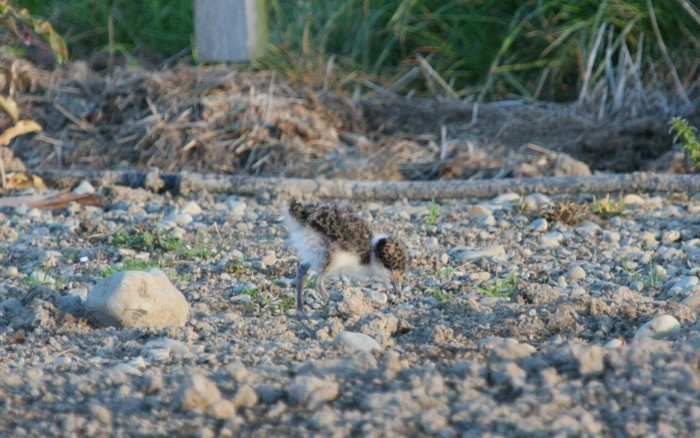 spur-winged plover chick 107 tsr 130930 7778 small.jpg