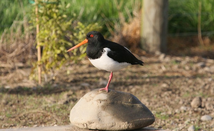 sipo 107 tsr 131016 7949 small.jpg