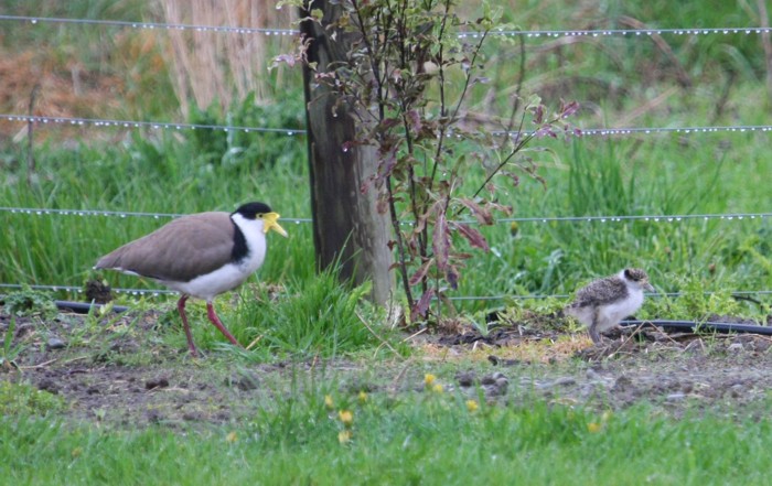 Spur-winged Plover chick & parent107 tsr 131008 8016 small.jpg