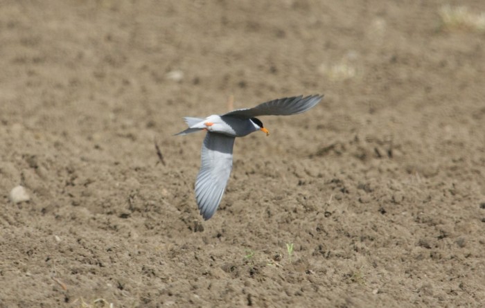 black-fronted tern in flight with snack tsr 131103 8868 small.jpg
