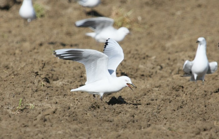 black-billed gull dining tsr 131103 8927B small.jpg