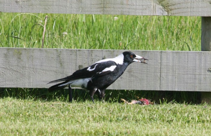Australian Magpie white-backed male  & victim 107TSR 131215 9718 small.jpg