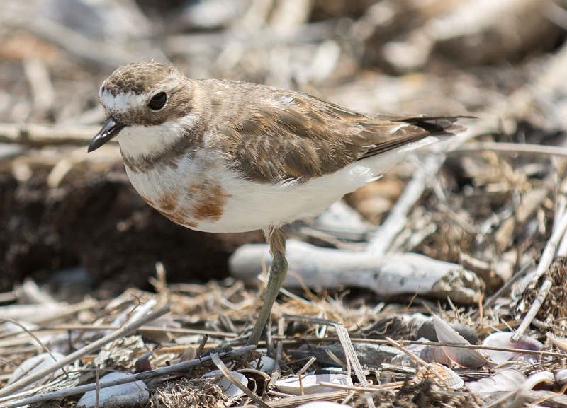 maybe dotterel