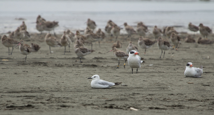 Black-billed gull, Caspian terns and eastern bar-tailed godwits, Foxton_edited-1.jpg