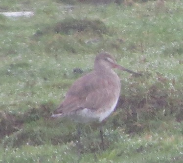 Hudsonian Godwit.jpg