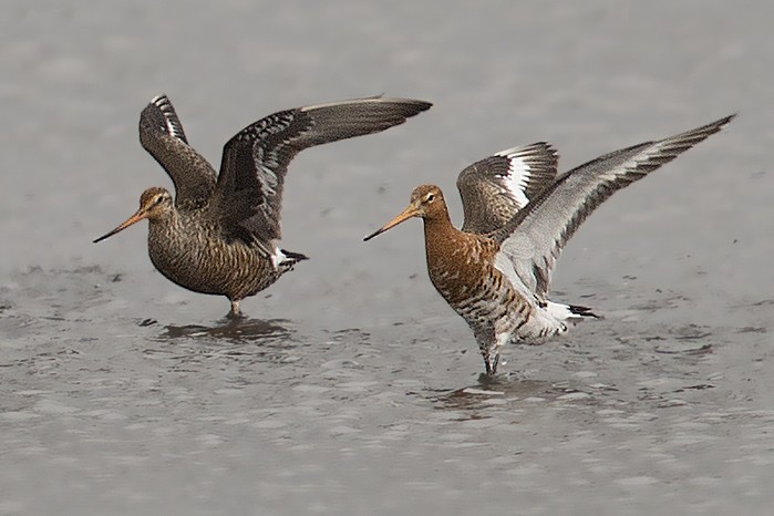 Hudsonian Godwit2.jpg